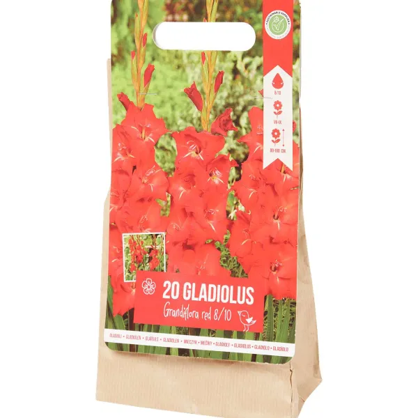Hot Gladiolen Bloembollen Zaaien & Planten