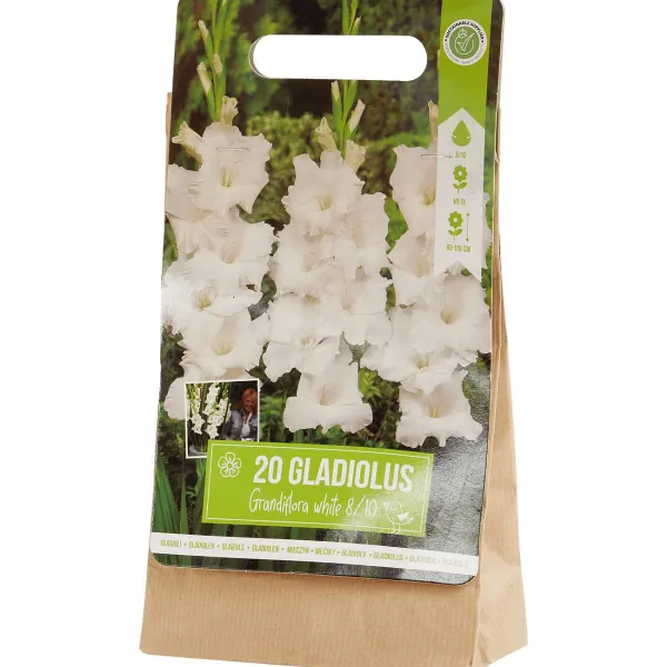 Hot Gladiolen Bloembollen Zaaien & Planten
