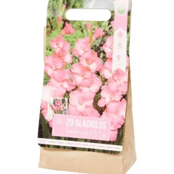 Hot Gladiolen Bloembollen Zaaien & Planten