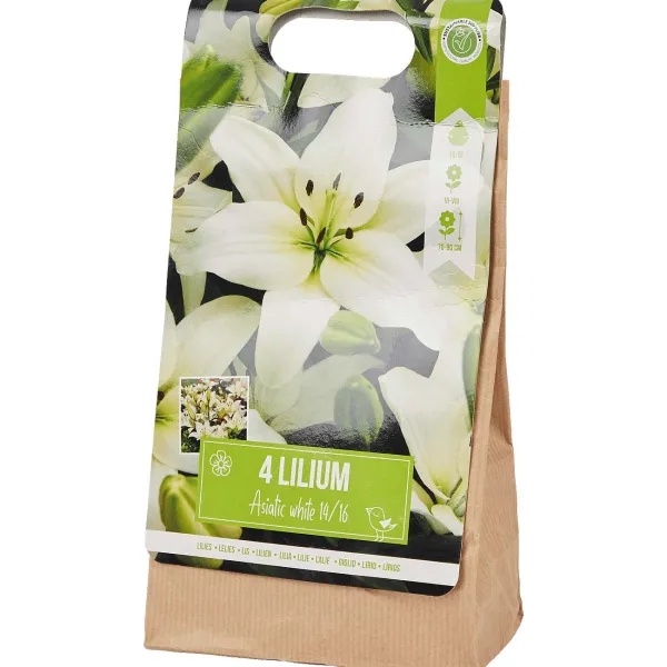 New Lelie Bloembollen Zaaien & Planten