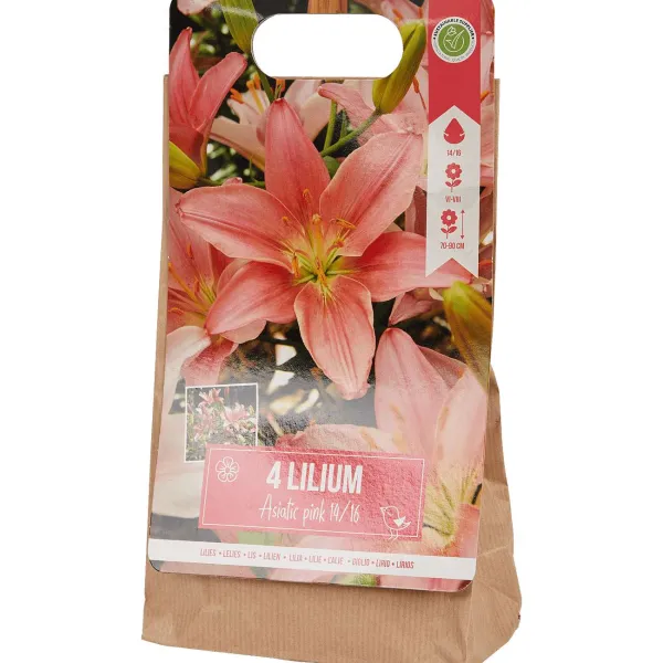 New Lelie Bloembollen Zaaien & Planten